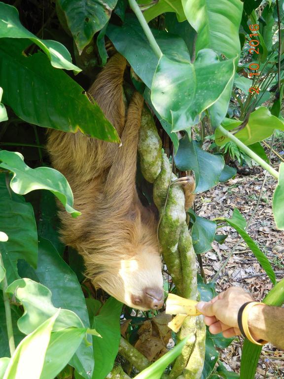 Casa Lina Sloth View Exotic Apartment With Privat Kitchen Puerto Viejo de Talamanca Exterior photo